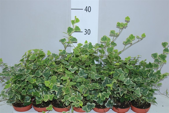 <h4>Hedera He White Wonder</h4>