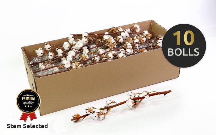 <h4>GOS HIRSUTUM WIT</h4>