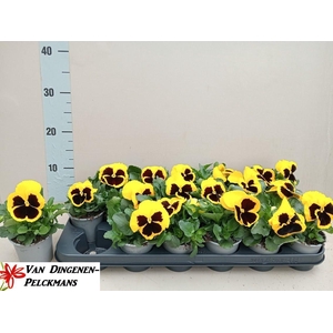 VIO WI DEL PUR YELLO