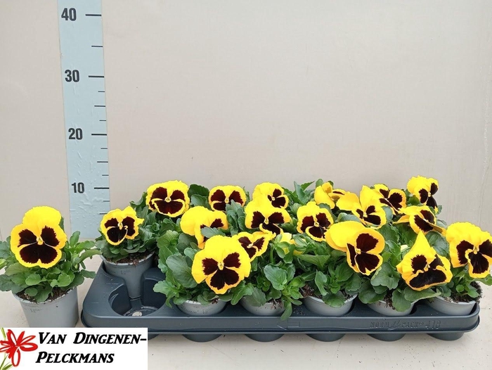 <h4>VIO WI DEL PUR YELLO</h4>