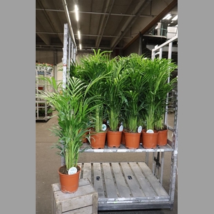 Dypsis Lutescens