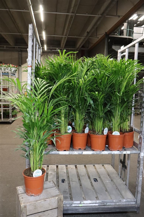 <h4>Dypsis Lutescens</h4>
