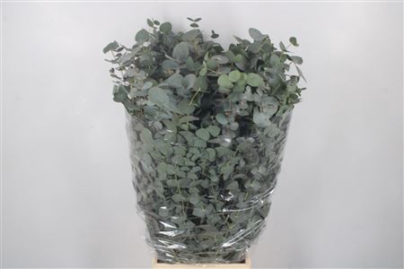 <h4>Euc Cinerea Per Bunch 300 Gram</h4>