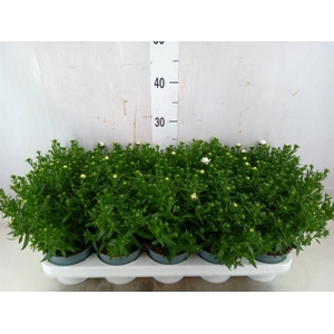 Aster n-b 'Starletta White'