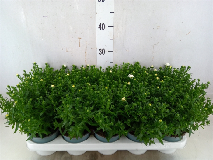 <h4>Aster n-b 'Starletta White'</h4>
