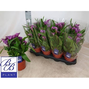 !! PROMO !! ZANT PACO P14 5+