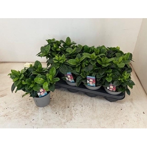 GARDENIA JASMINOIDES