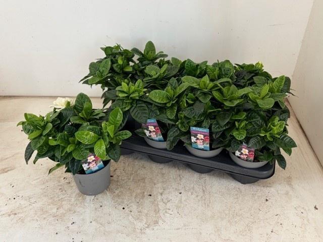 <h4>GARDENIA JASMINOIDES</h4>