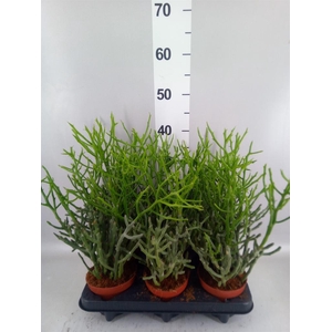 Euphorbia tirucalli