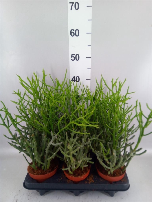 <h4>Euphorbia tirucalli</h4>