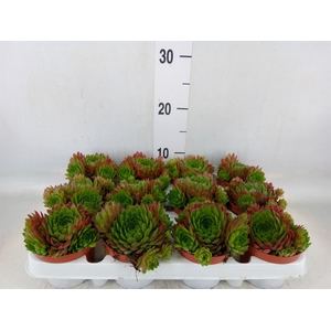 Sempervivum   ...