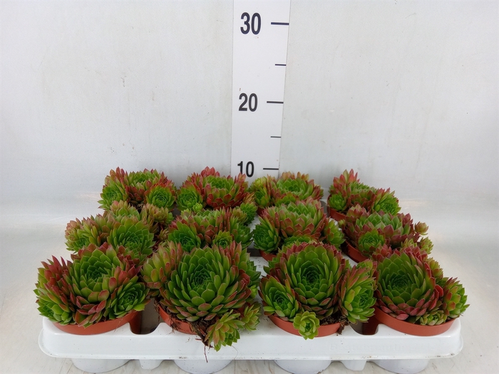 <h4>Sempervivum   ...</h4>