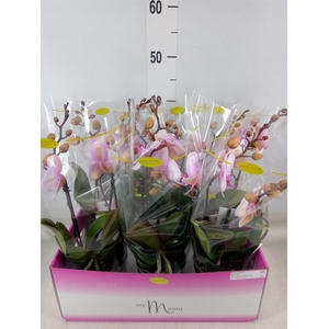 Phalaenopsis   ...rose