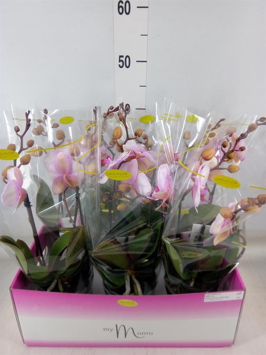 <h4>Phalaenopsis   ...rose</h4>
