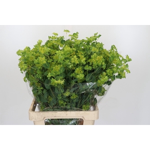 Bupleurum Griffithii