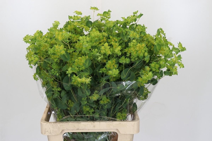 <h4>Bupleurum Griffithii</h4>