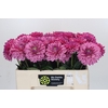 Dahlia Annamarie