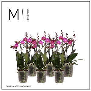 Phalaenopsis Multi Dark Pink 3 spike - 12cm | Mimesis
