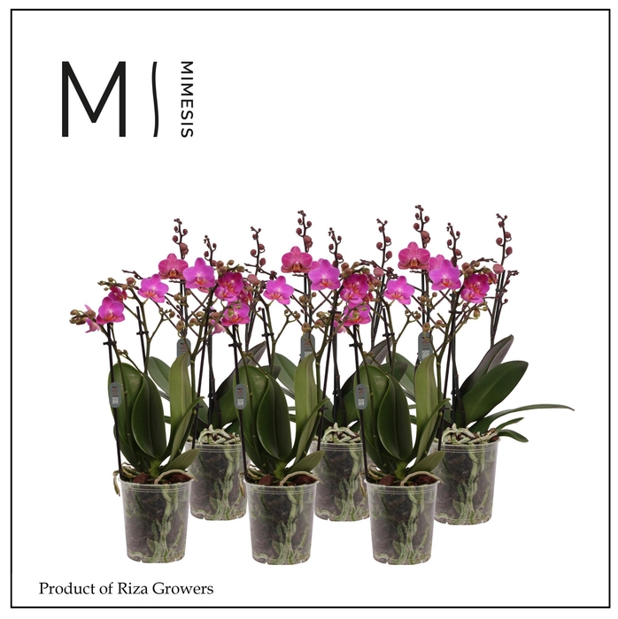 <h4>Phalaenopsis Multi Dark Pink 3 spike - 12cm | Mimesis</h4>