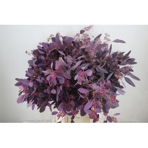 Euca Populus Berry 300gr Abs Lilac P Bunch