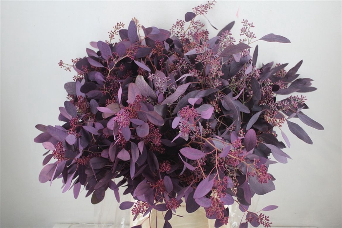 <h4>Euca Populus Berry 300gr Abs Lilac P Bunch</h4>
