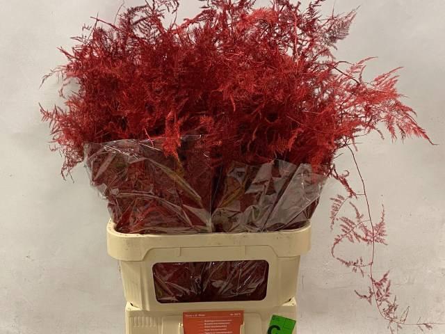 <h4>ASP OV KLB H%</h4>