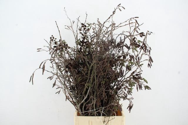 <h4>ELZENPROP PER BUNCH</h4>