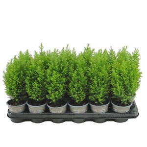 Chamaecyparis lawsoniana 'Ellwood's Gold'