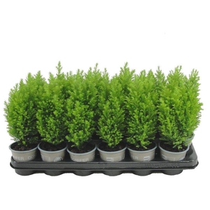 Chamaecyparis lawsoniana 'Ellwood's Gold'