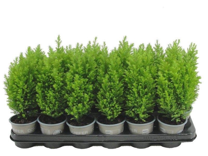 <h4>Chamaecyparis lawsoniana 'Ellwood's Gold'</h4>