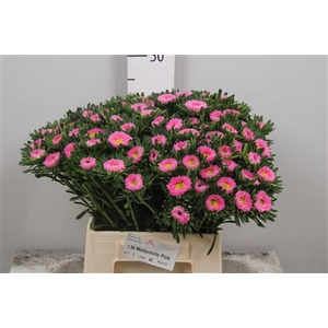 Callis Mats Pink