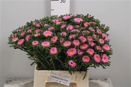 <h4>Callis Mats Pink</h4>