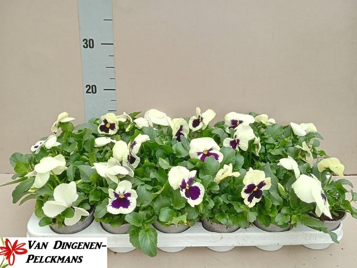 <h4>VIO WI DP WHIT BLOTC</h4>