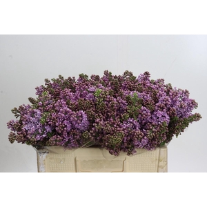 Syringa Vulg Dark Koster