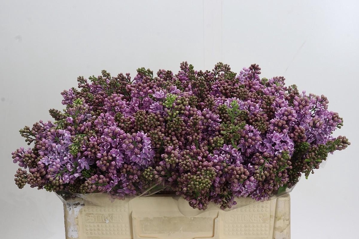 <h4>Syringa Vulg Dark Koster</h4>