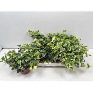 Hedera helix Eva 13Ø 30cm