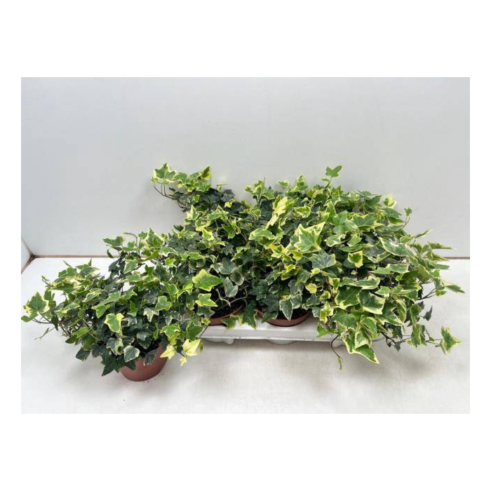 <h4>Hedera helix Eva 13Ø 30cm</h4>