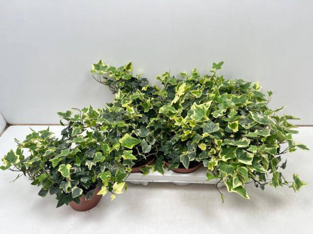 Hedera helix Eva 13Ø 30cm