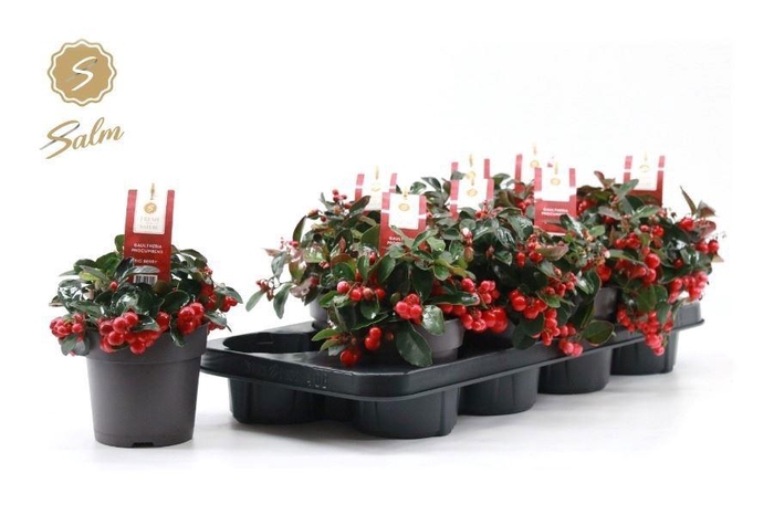 <h4>Gaulth Pr Big Berry</h4>