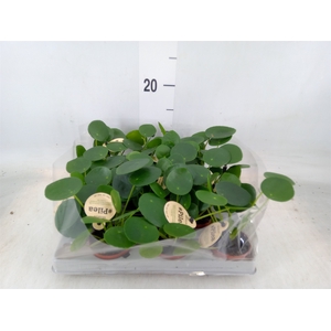 Pilea peperomoides