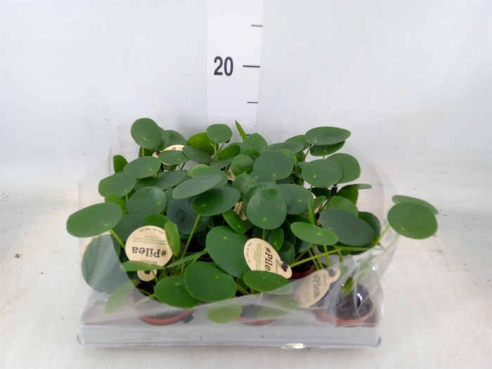 <h4>Pilea peperomoides</h4>