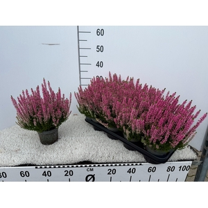 CALLU BL LAURA