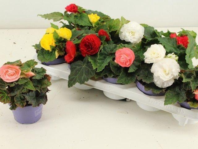 <h4>BEGO TU GEM</h4>