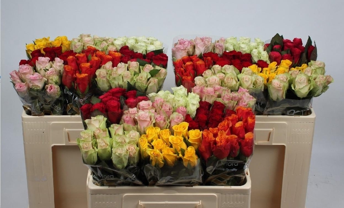 <h4>R GR GEM IN FUST</h4>