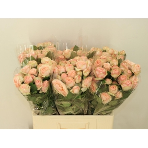 R TR GEN TRENDSETTER