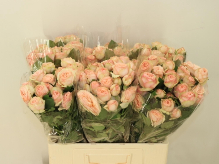 <h4>R TR GEN TRENDSETTER</h4>