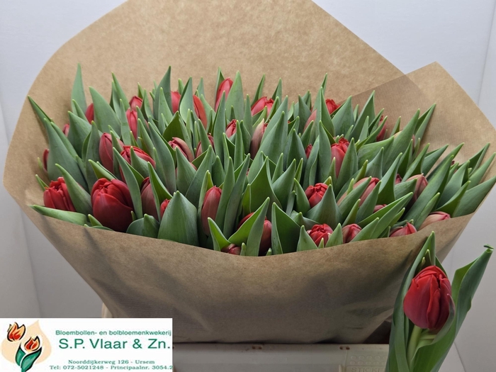 <h4>TU DU LARGO</h4>