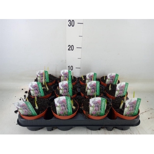 Fritillaria meleagris