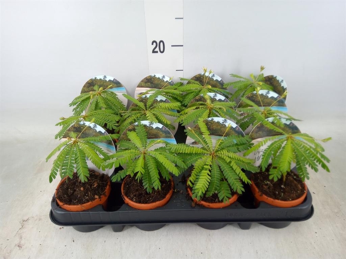 <h4>Biophytum sensitivum</h4>