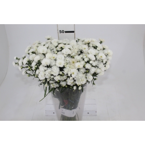 ASTER MARIANA 040 CM